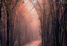 怎么下载天涯社区直播App，轻松追直播、看up主分享日常生活吧！